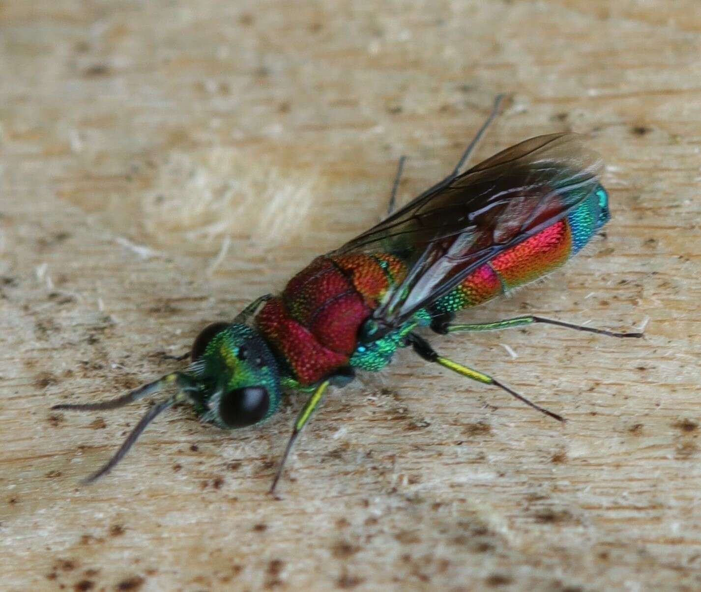 Imagem de Chrysis viridula L.