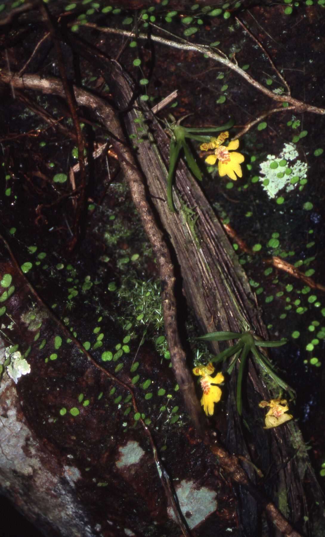 Image de Erycina crista-galli (Rchb. fil.) N. H. Williams & M. W. Chase