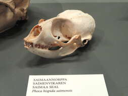 Image of Saimaa Ringed Seal