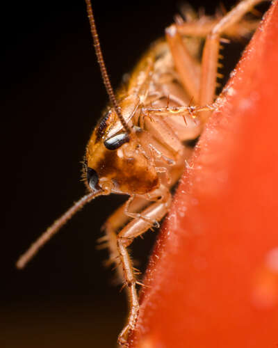 Image of German Cockroach