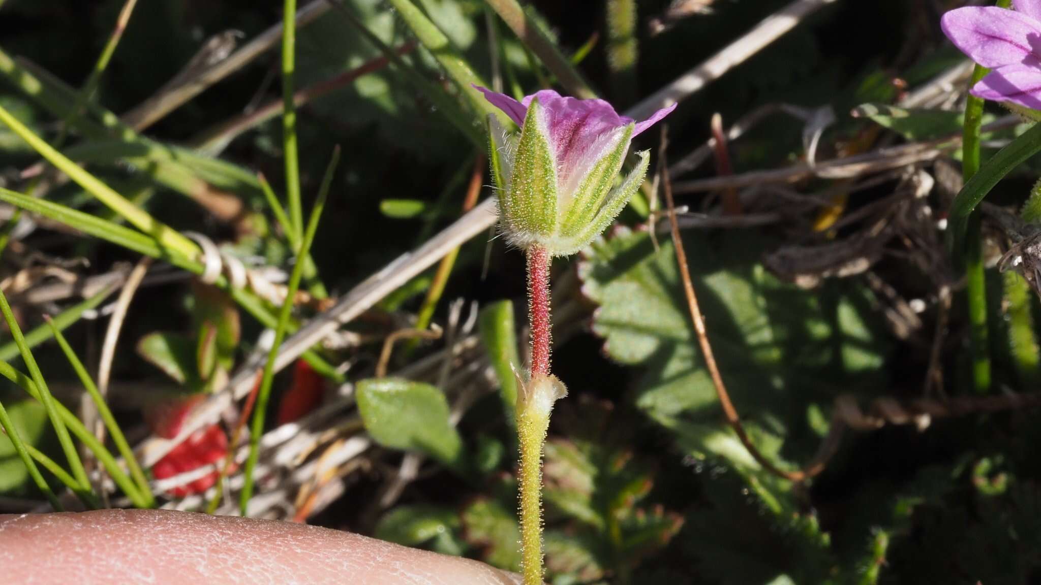 Слика од Erodium brachycarpum (Godr.) Thellung