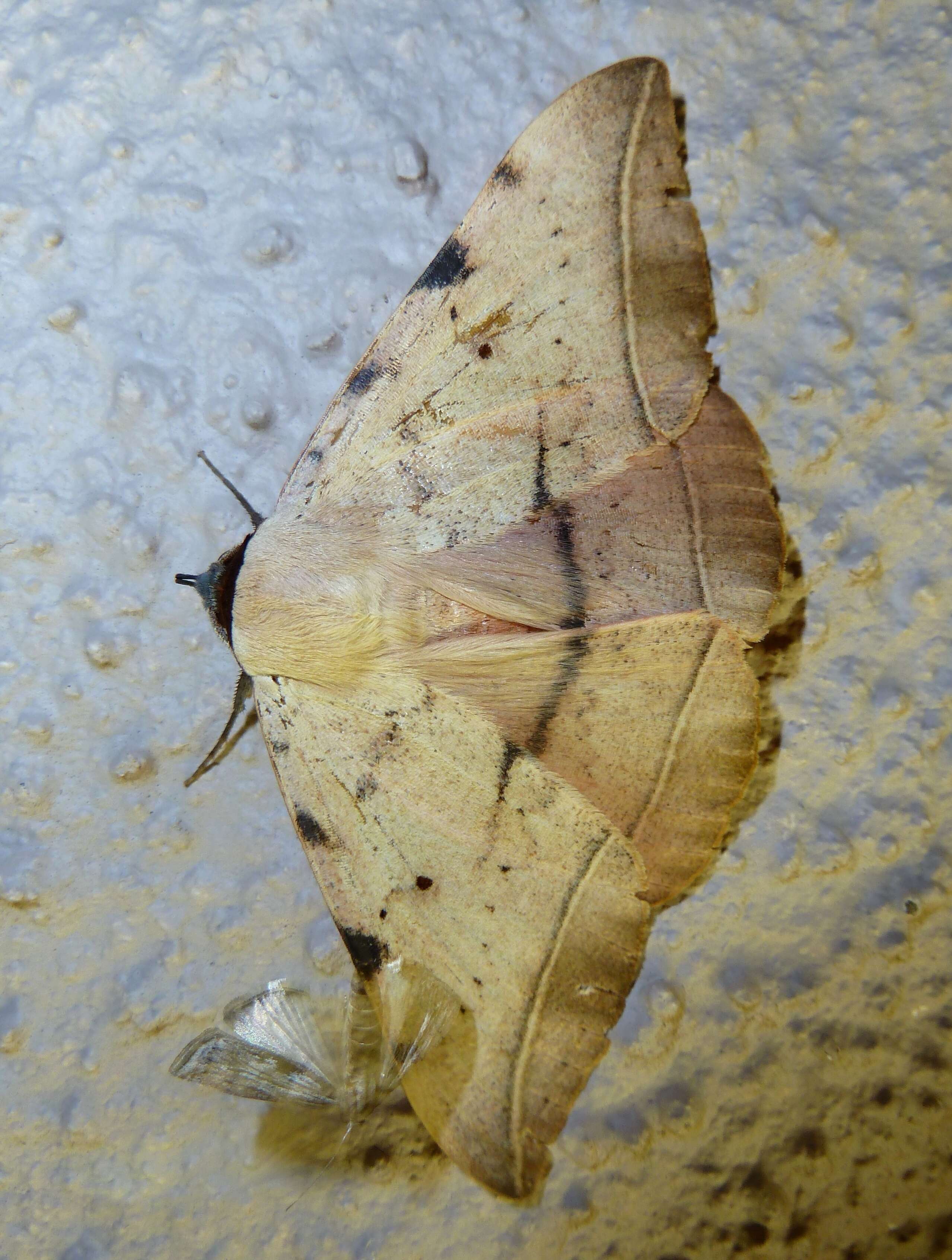 Image of Hypopyra capensis Herrich-Schäffer 1854