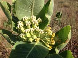 Image of broadleaf milkweed