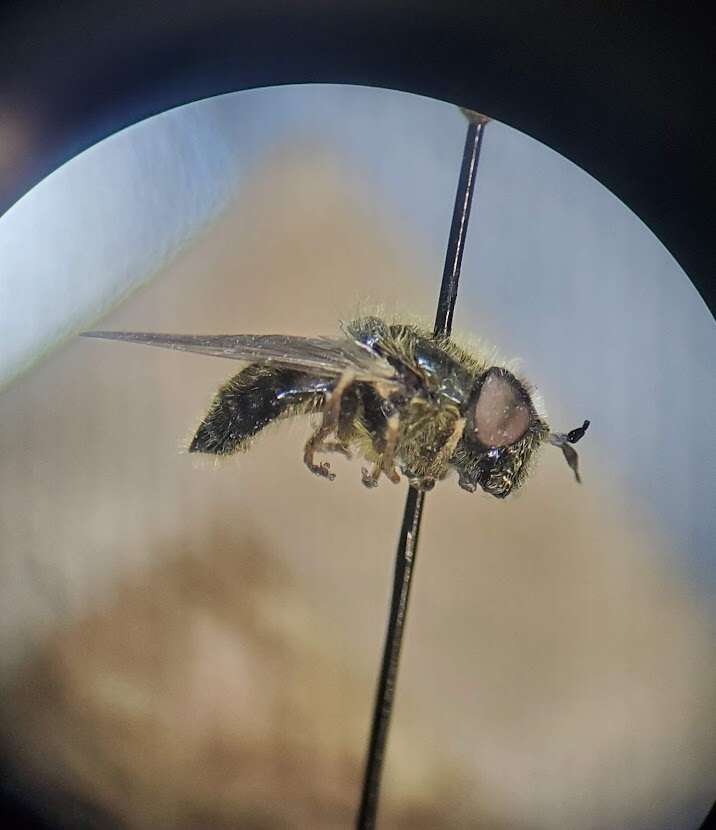 Image of Callicera erratica (Walker 1849)