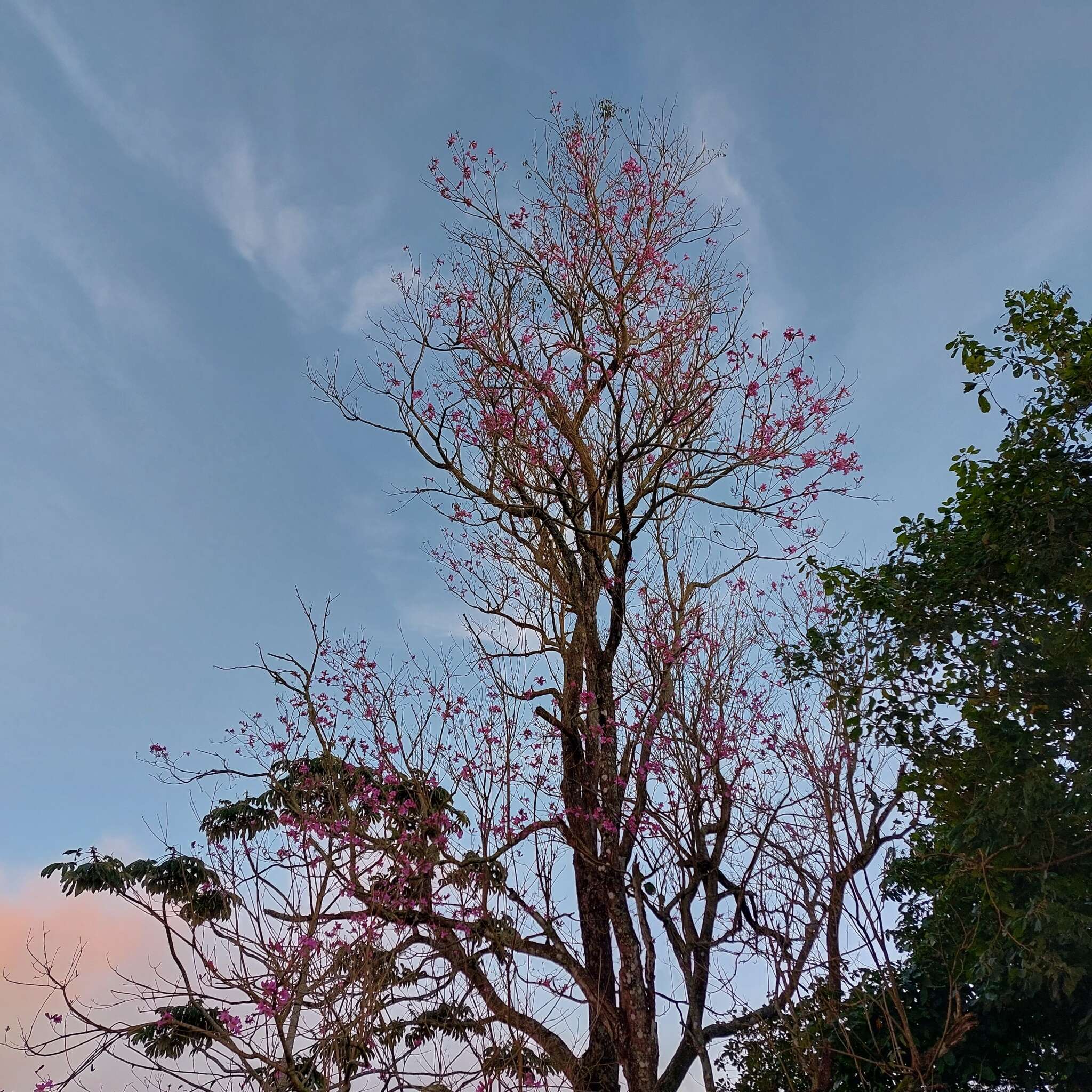 Imagem de Handroanthus heptaphyllus (Mart.) Mattos