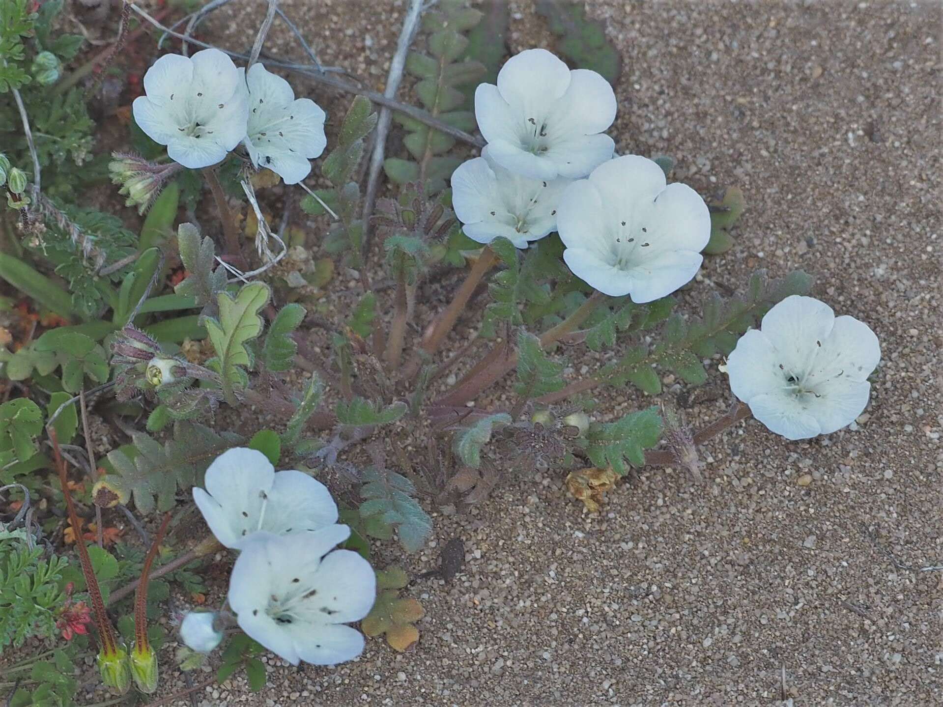 Image of Douglas' phacelia