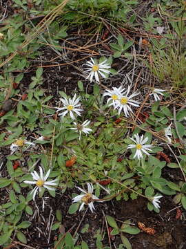 Image of Brachyscome sinclairii Hook. fil.