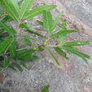 صورة Quercus salicifolia Née