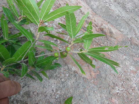 صورة Quercus salicifolia Née