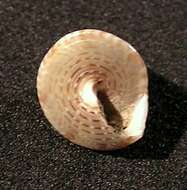 Image of Calliostoma conulus (Linnaeus 1758)