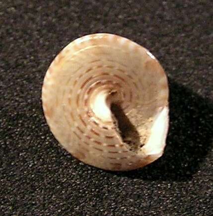 Image of Calliostoma conulus (Linnaeus 1758)