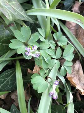 Image of Corydalis pumila (Host) Rchb.