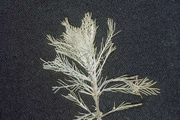 Image of parrot feather watermilfoil