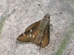 Image of Moon-marked Skipper