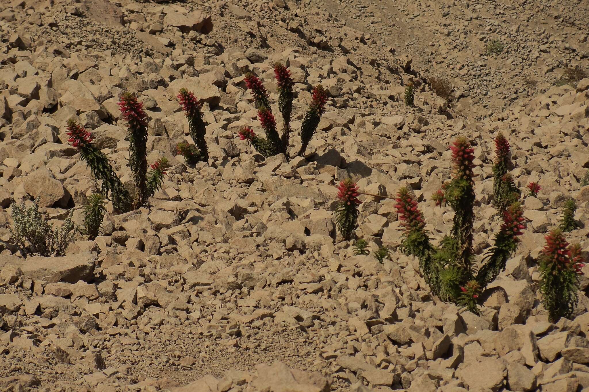 صورة Malesherbia tocopillana Ricardi