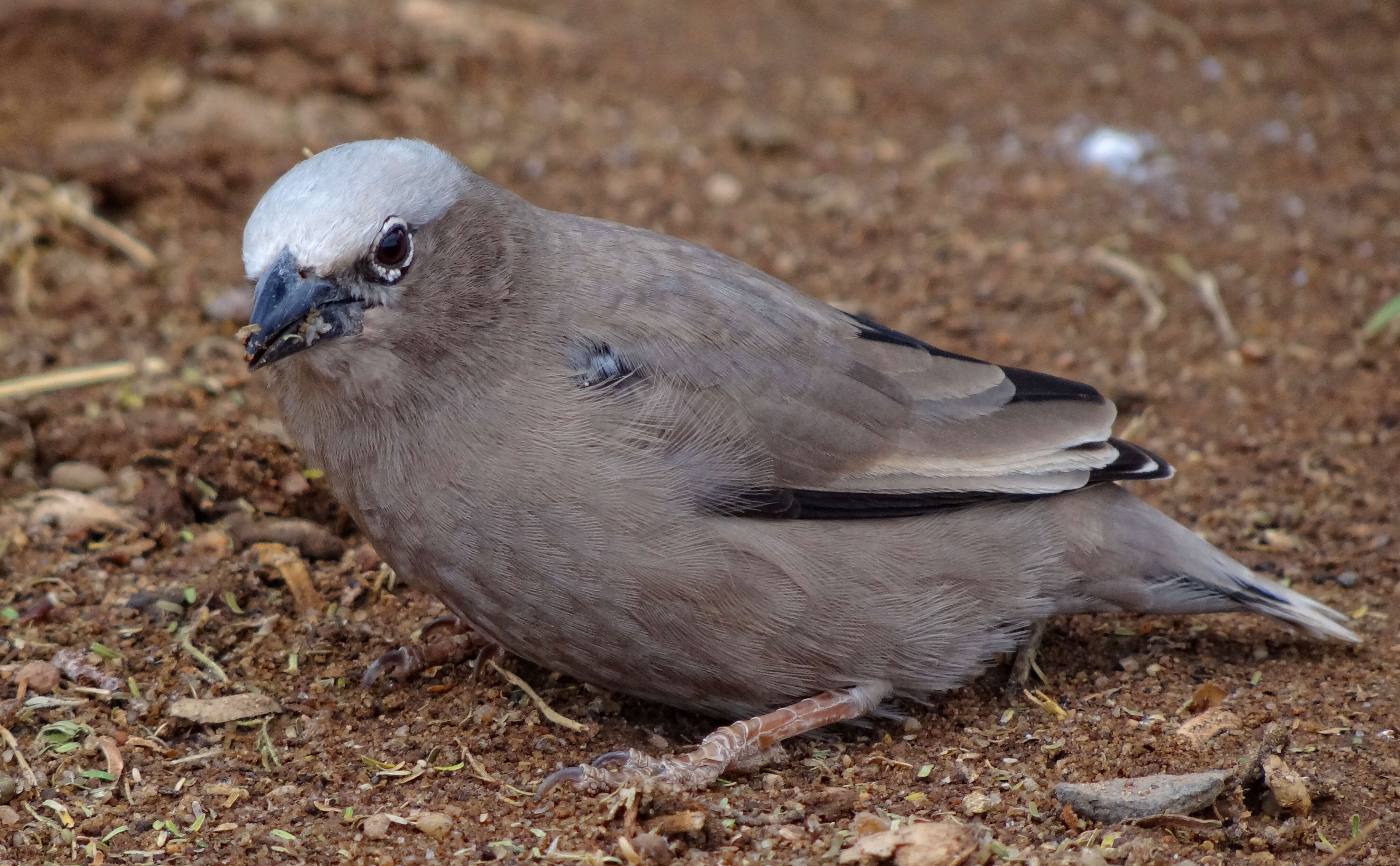 Image of Grey-capped Social Weaver