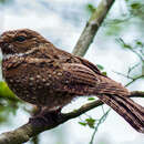 Image of Least Poorwill