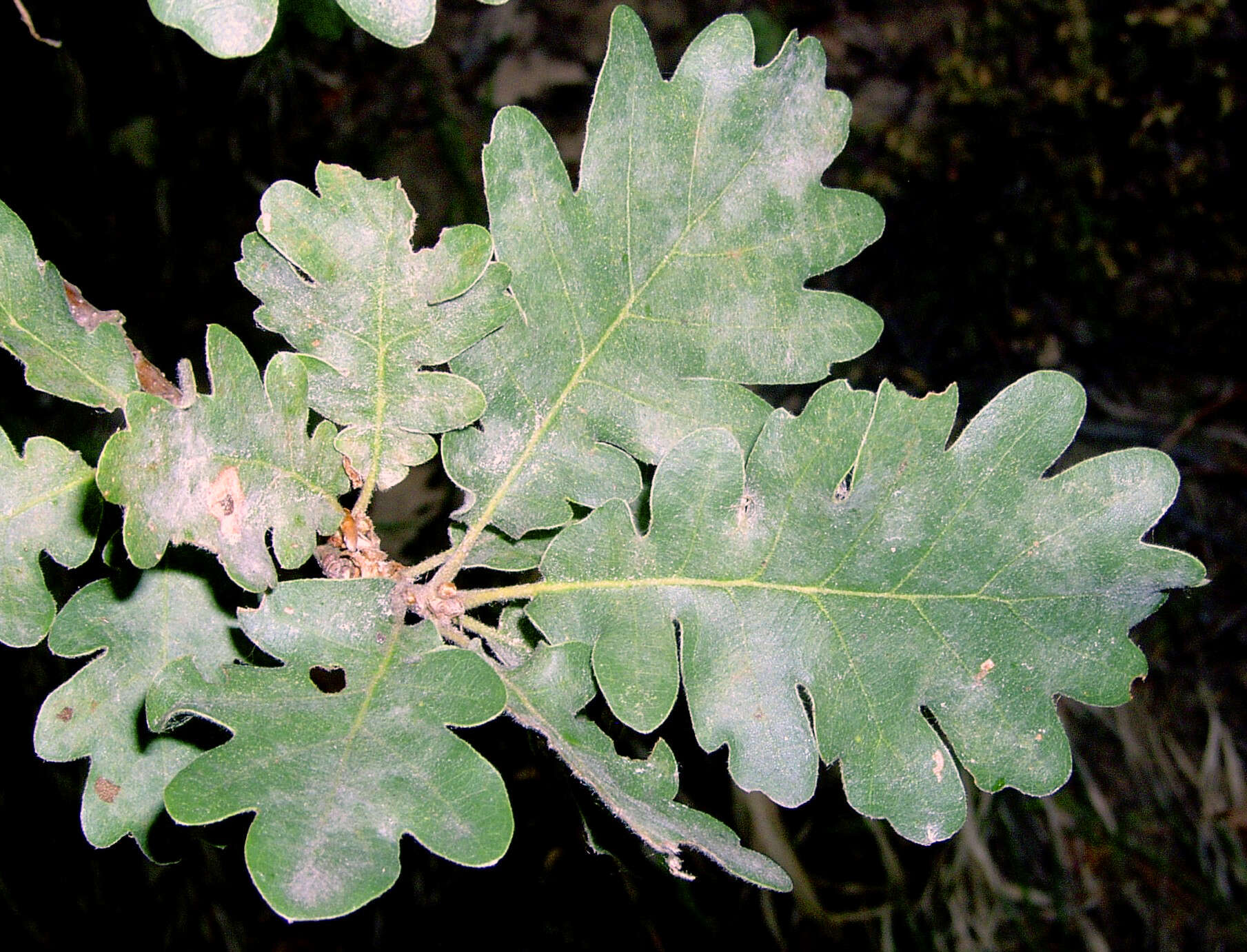 Image of oak