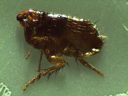 Image of Cat Flea