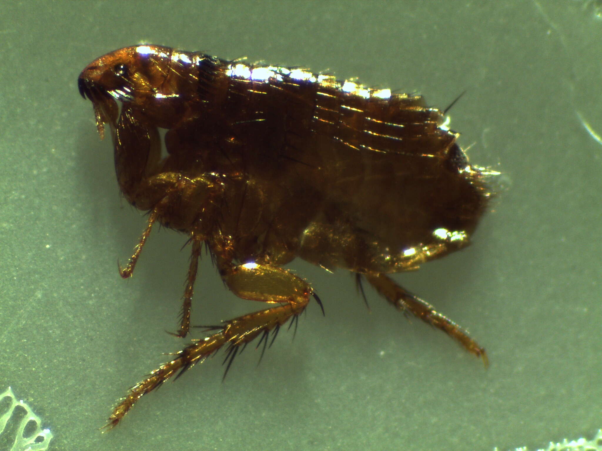 Image of Cat Flea