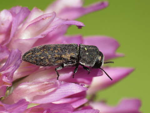 Image of Acmaeoderella adspersula (Illiger 1803)