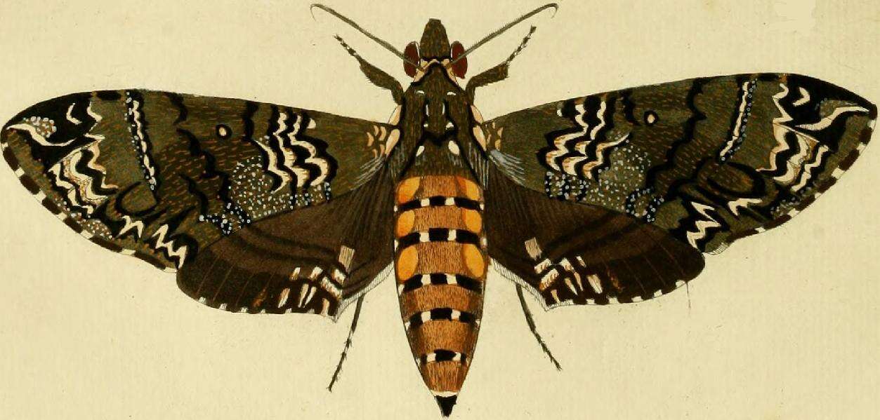 Manduca rustica (Fabricius 1775) resmi