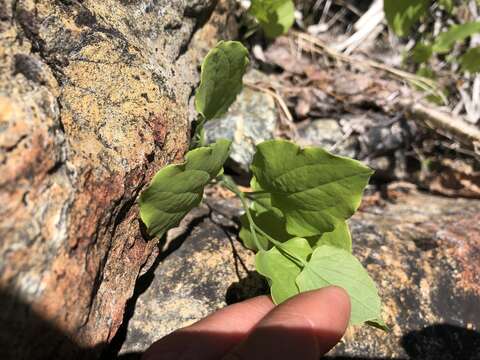 Smilax jamesii G. A. Wallace resmi