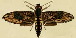 Image of Manduca lucetius (Cramer 1780)