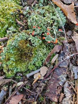 Image of cup lichen