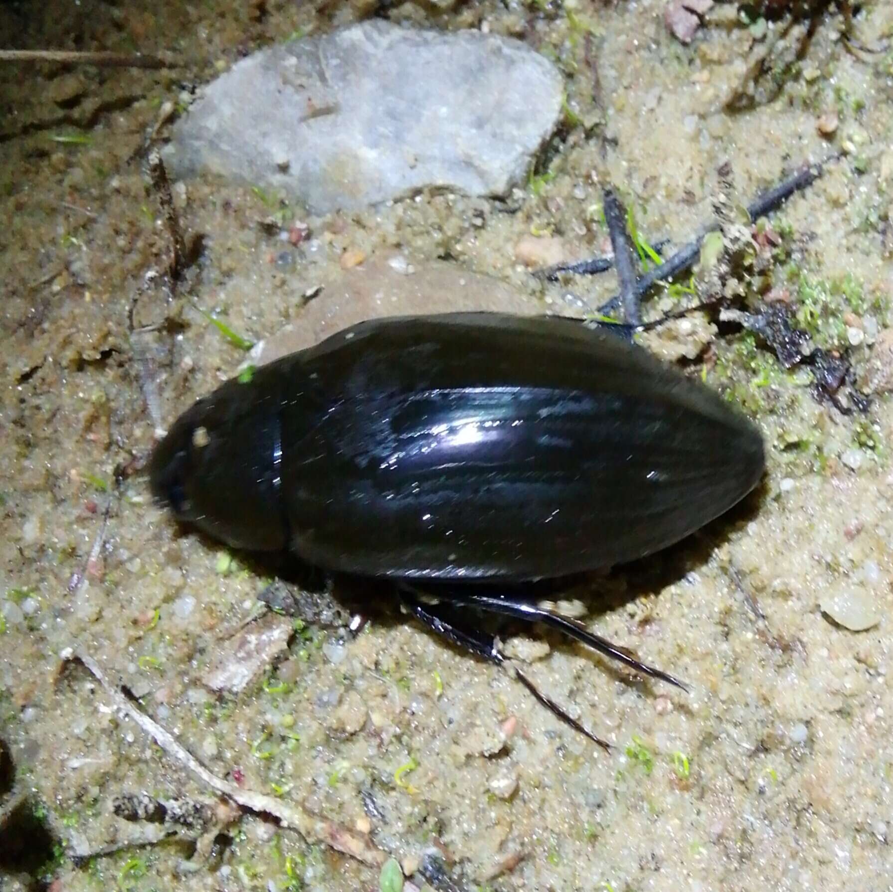 Image of Hydrophilus (Hydrophilus) piceus (Linnaeus 1758)