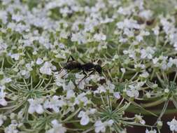 صورة Camponotus cinctellus (Gerstaecker 1859)