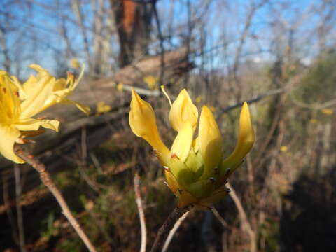 Image of Rhododendron luteum Sweet