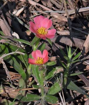 Image of Portulaca cryptopetala Speg.