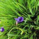 Image de Utricularia reticulata Sm.