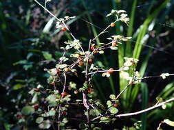Image of Coprosma spathulata subsp. spathulata