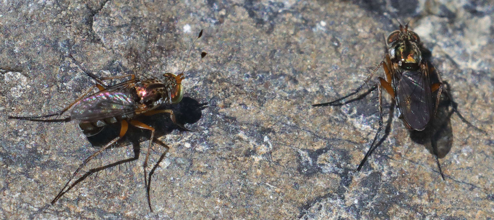 Sivun Tachytrechus auratus (Aldrich 1896) kuva