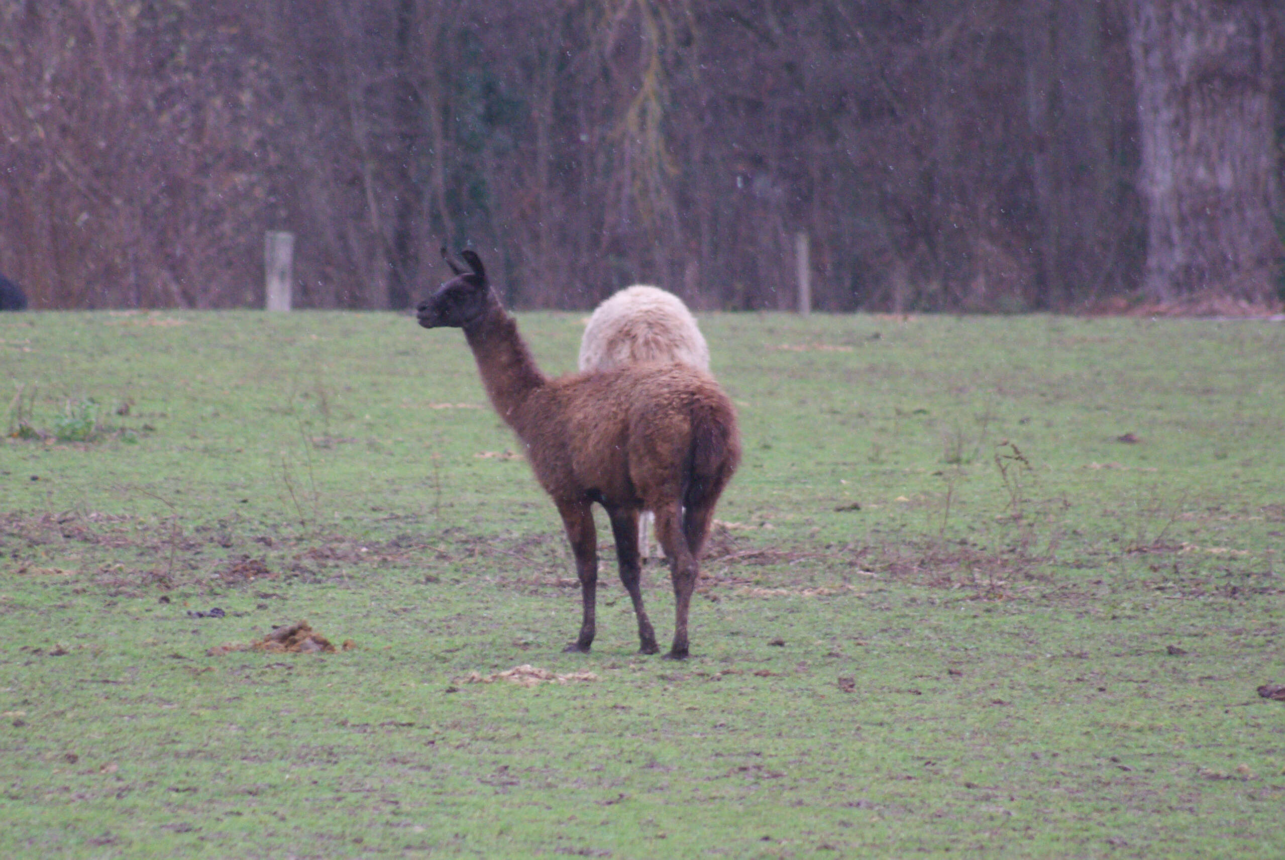 Image of llama