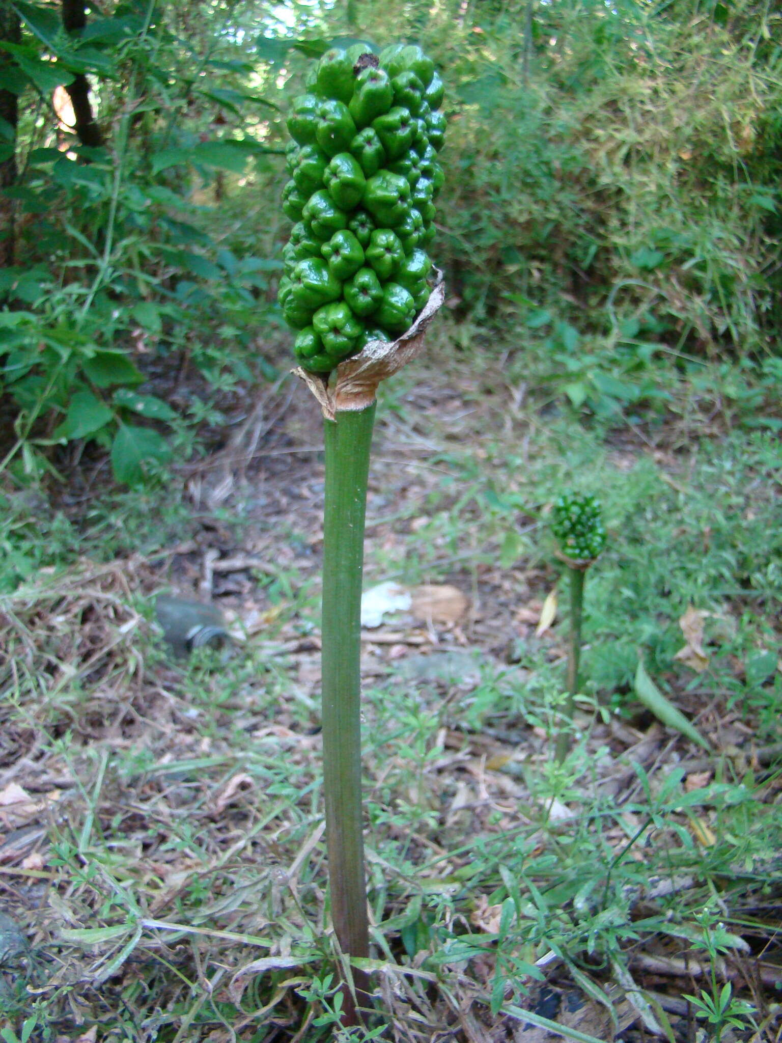 Arum elongatum Steven的圖片