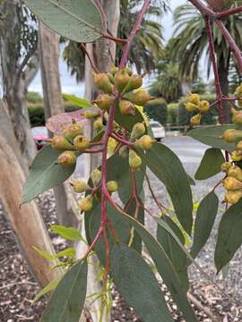 Image of lemon-flower gum