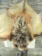 Image of Northern Bat