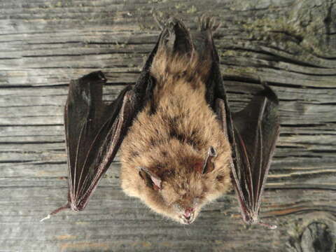 Image of Daubenton's Bat