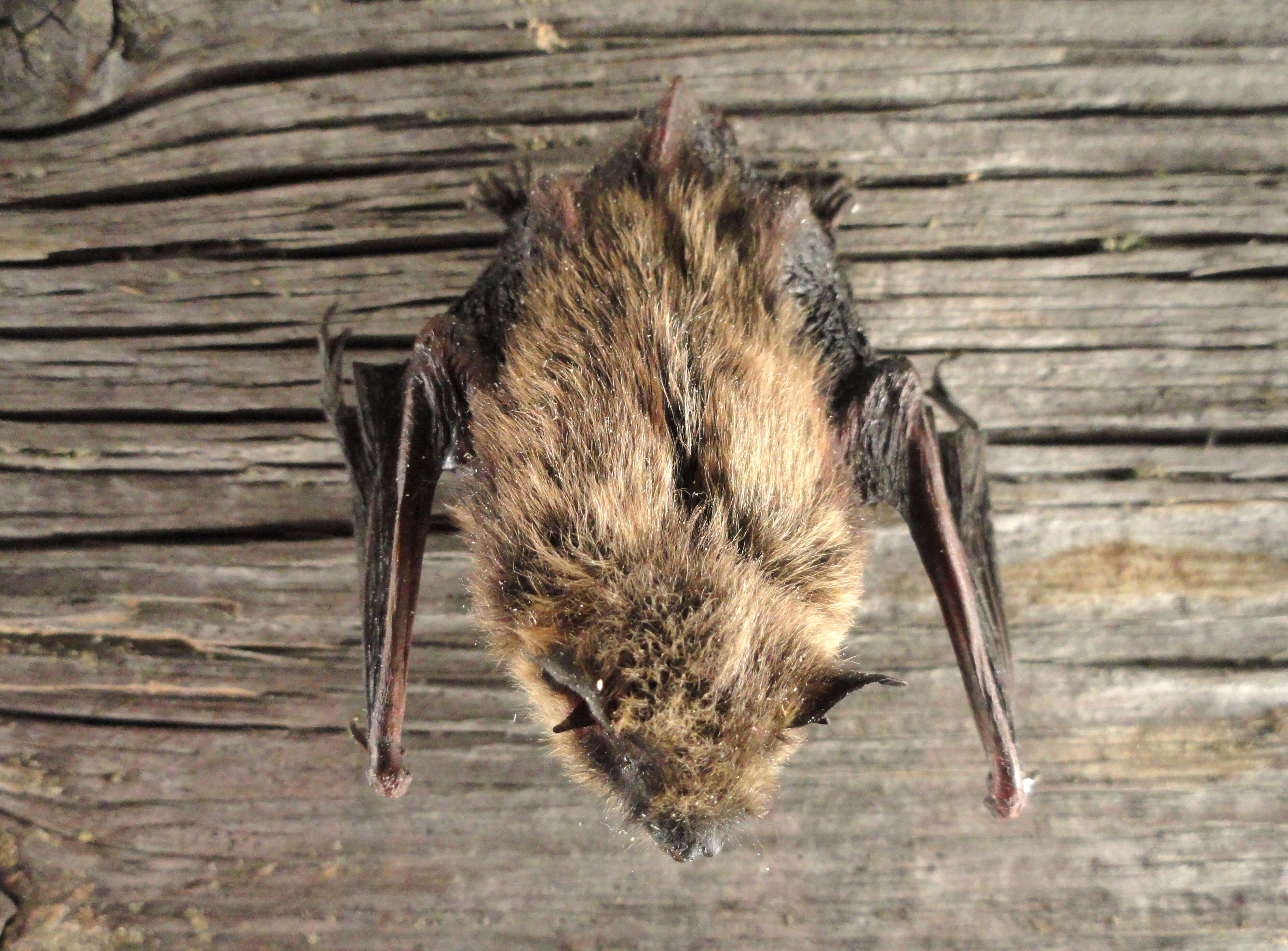 Image of whiskered bat, european whiskered bat