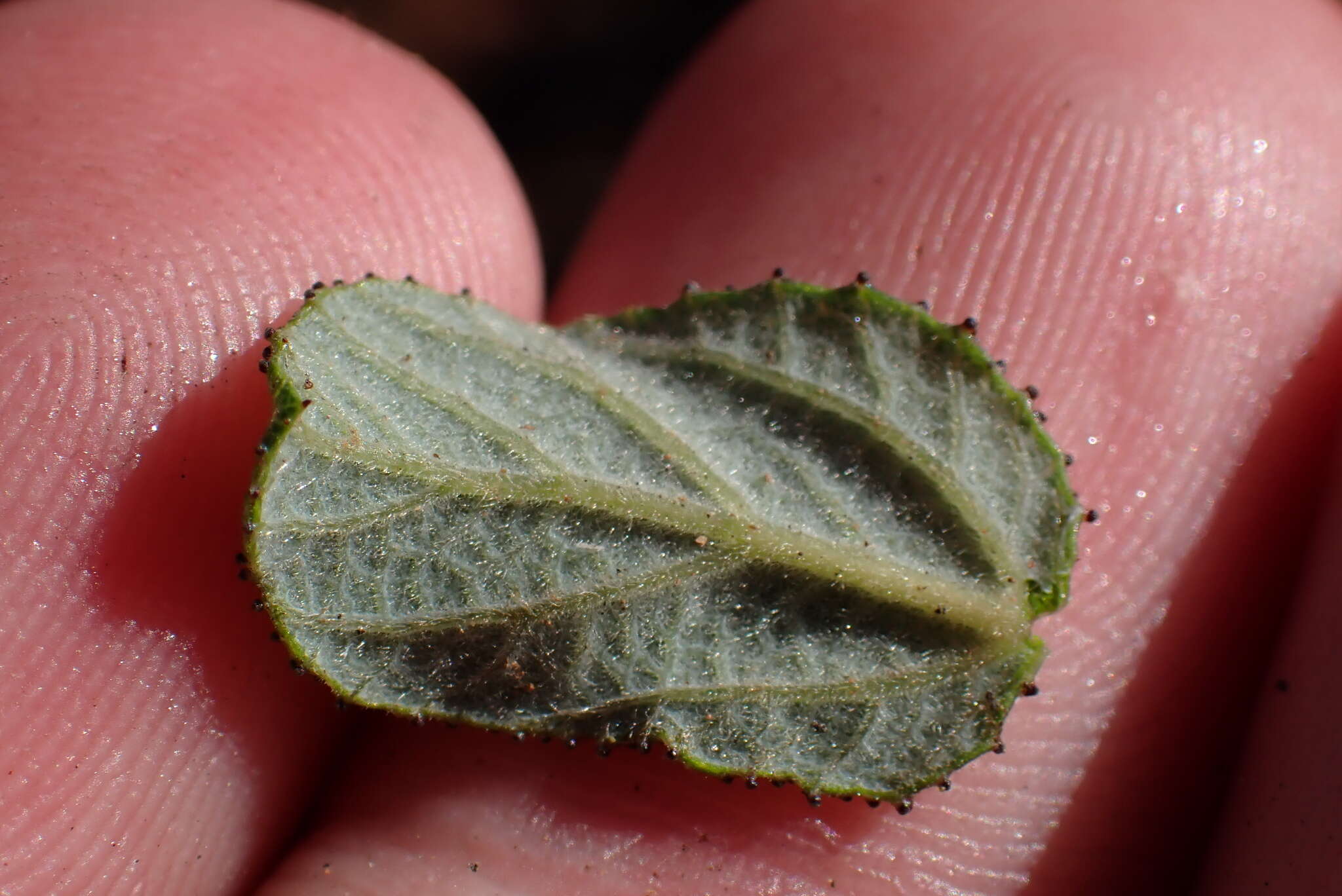 Image of Ceanothus foliosus var. viejasensis D. O. Burge & Rebman