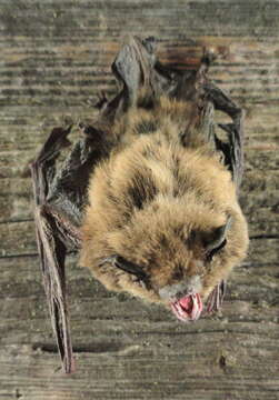 Image of Nathusius' Pipistrelle