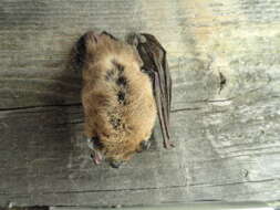 Image of pipistrelle, common pipistrelle