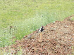 Image of Red-wattled Lapwing