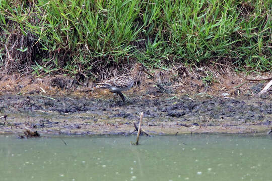 صورة Gallinago hardwickii (Gray & JE 1831)