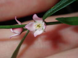 Image de Cyanothamnus polygalifolius