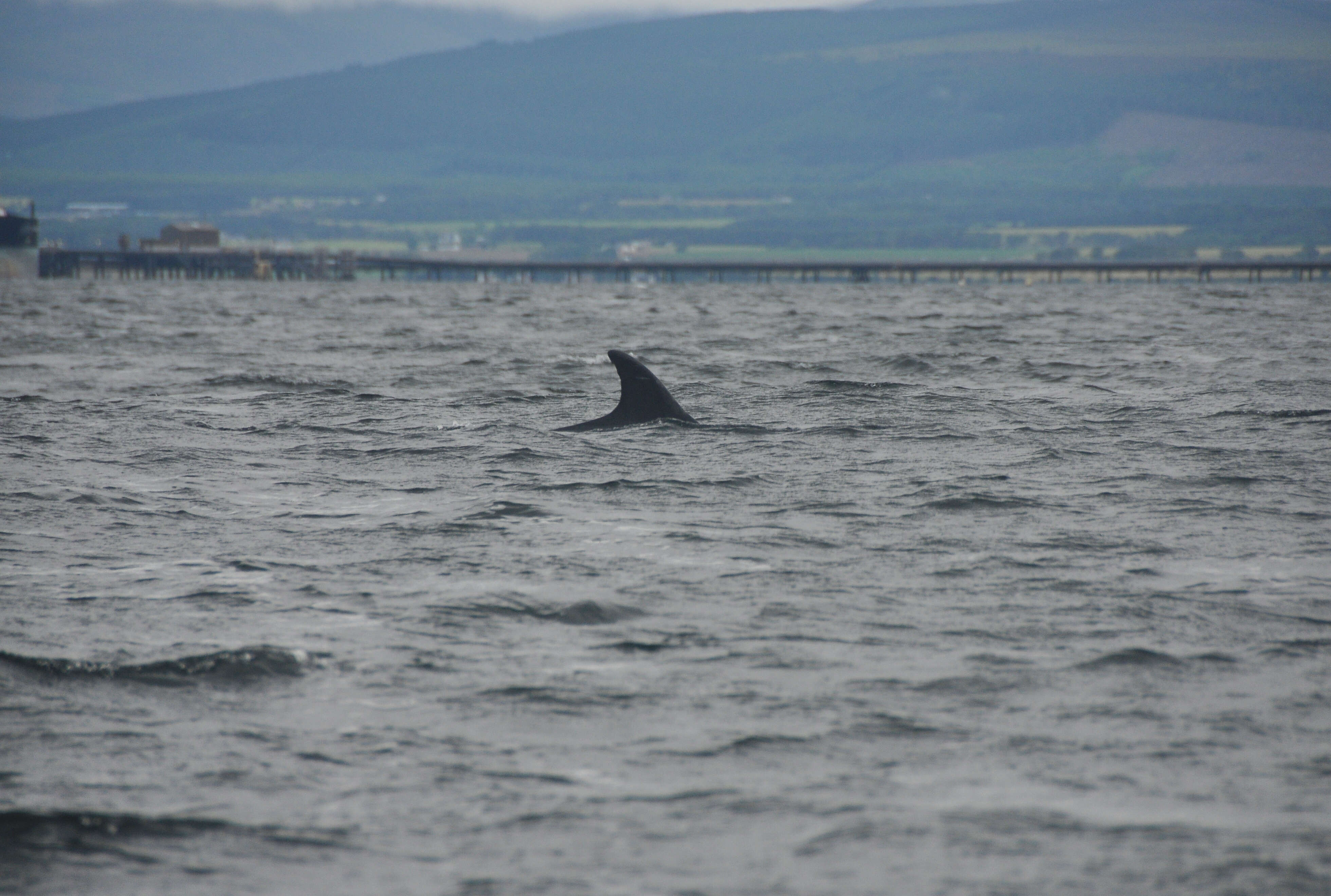 Image of Bottlenose Dolphin