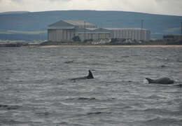 Imagem de Tursiops Gervais 1855